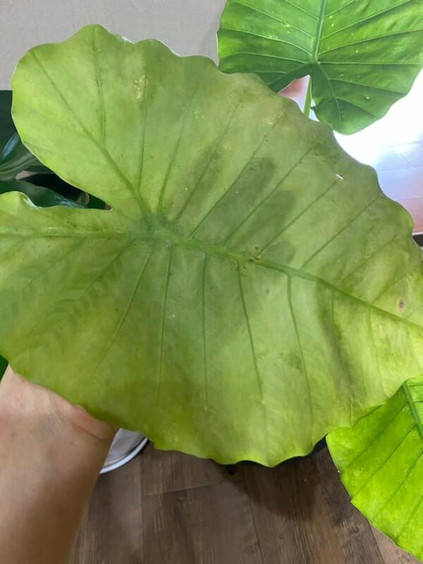 有民眾至某度假酒店食用炒飯後，出現嘴唇及喉嚨刺痛、吞嚥困難等症狀，食藥署副署長林金富表示，經衛生單位調查，炒飯底部鋪墊之葉片鑑定為姑婆芋。（本圖為姑婆芋） 圖：曾郡秋／攝影