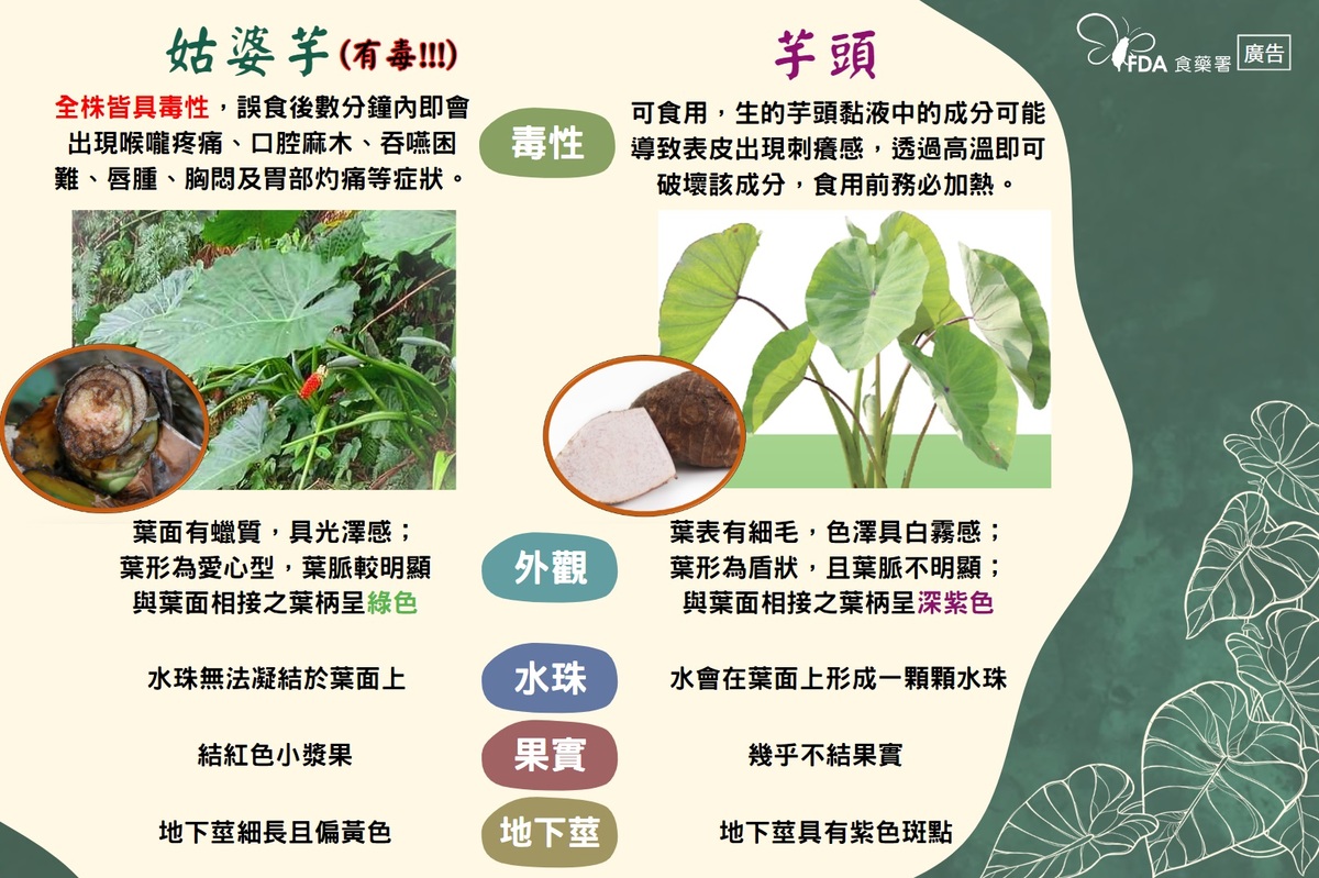 姑婆芋與芋頭皆屬天南星科，兩者外觀極為相似，食藥署提供民眾辨識的相關方法。 圖：食藥署／提供