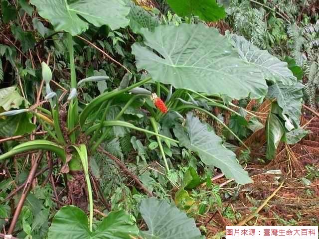 食藥署今提供姑婆芋的照片供民眾參考。 圖：食藥署／提供