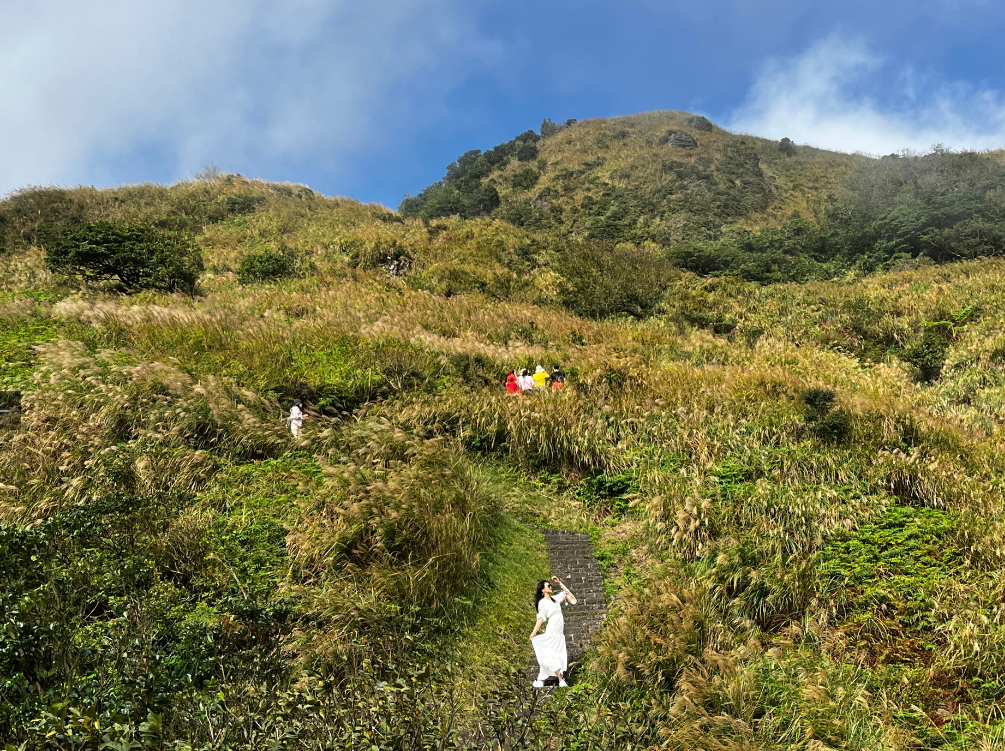 陽明山芒草季最好拍照的景點，就從冷水坑登山口起至七星山步道。 圖：翻攝自台北市政府工務局大地工程處官網