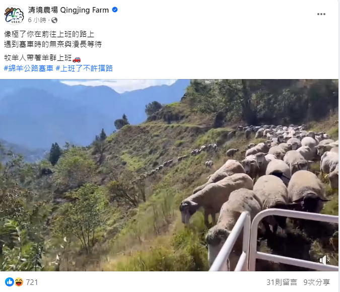 今天清境農場公布了羊群放牧的影片，只見農場200多隻羊綿延行走在道路上，由於前後速度不一塞在一起。 圖：翻攝自清境農場