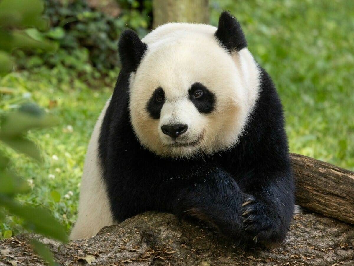 貓熊(示意圖)。 翻攝自美國史密森尼國家動物園臉書