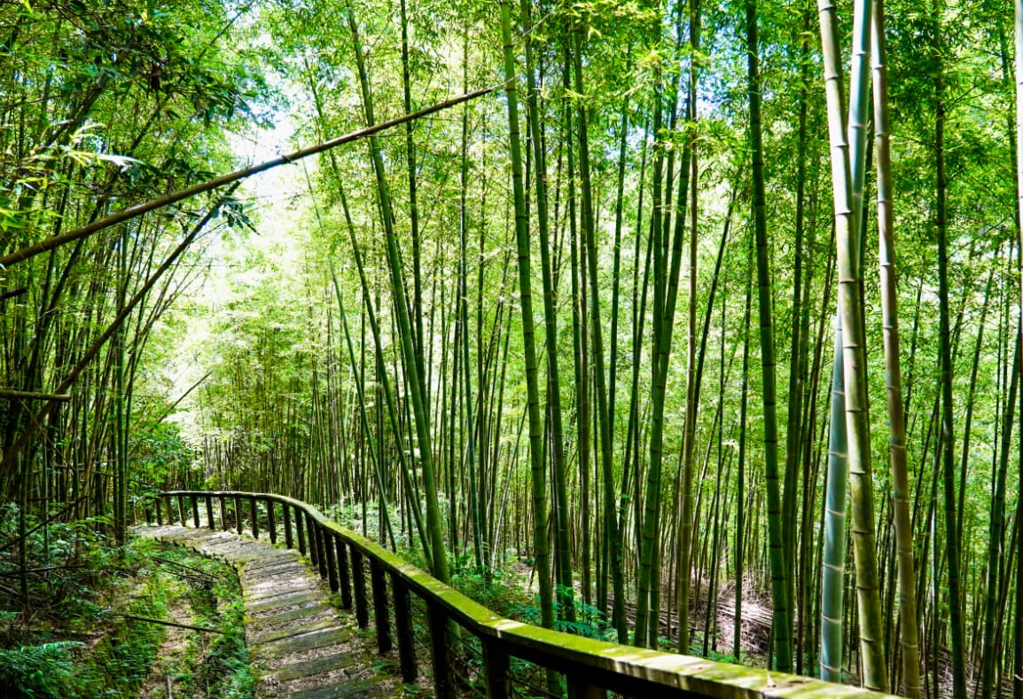 孝子路步道。  圖：翻攝自嘉義縣文化觀光局官網