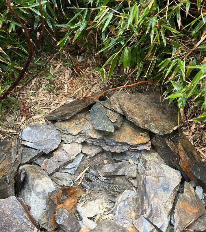 昨天有民眾合歡山武嶺公廁附近的石洞裡，發現了一隻已經凍死的眼鏡蛇。 圖：林業保育署南投分署/提供