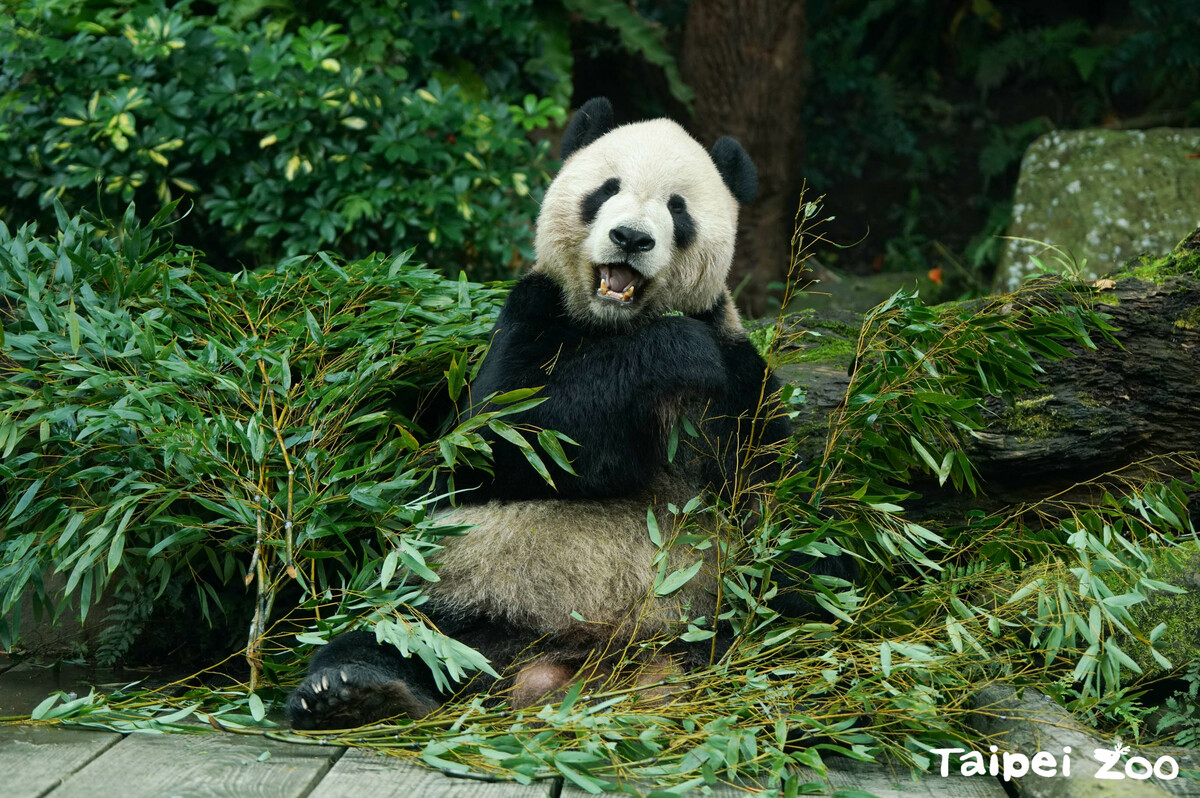台北市立動物園最受歡迎的動物大貓熊「團團」，於去年傳出病況惡化後，在11月19日離世，讓許多民眾相當不捨。 圖：翻攝自台北市立動物園官網