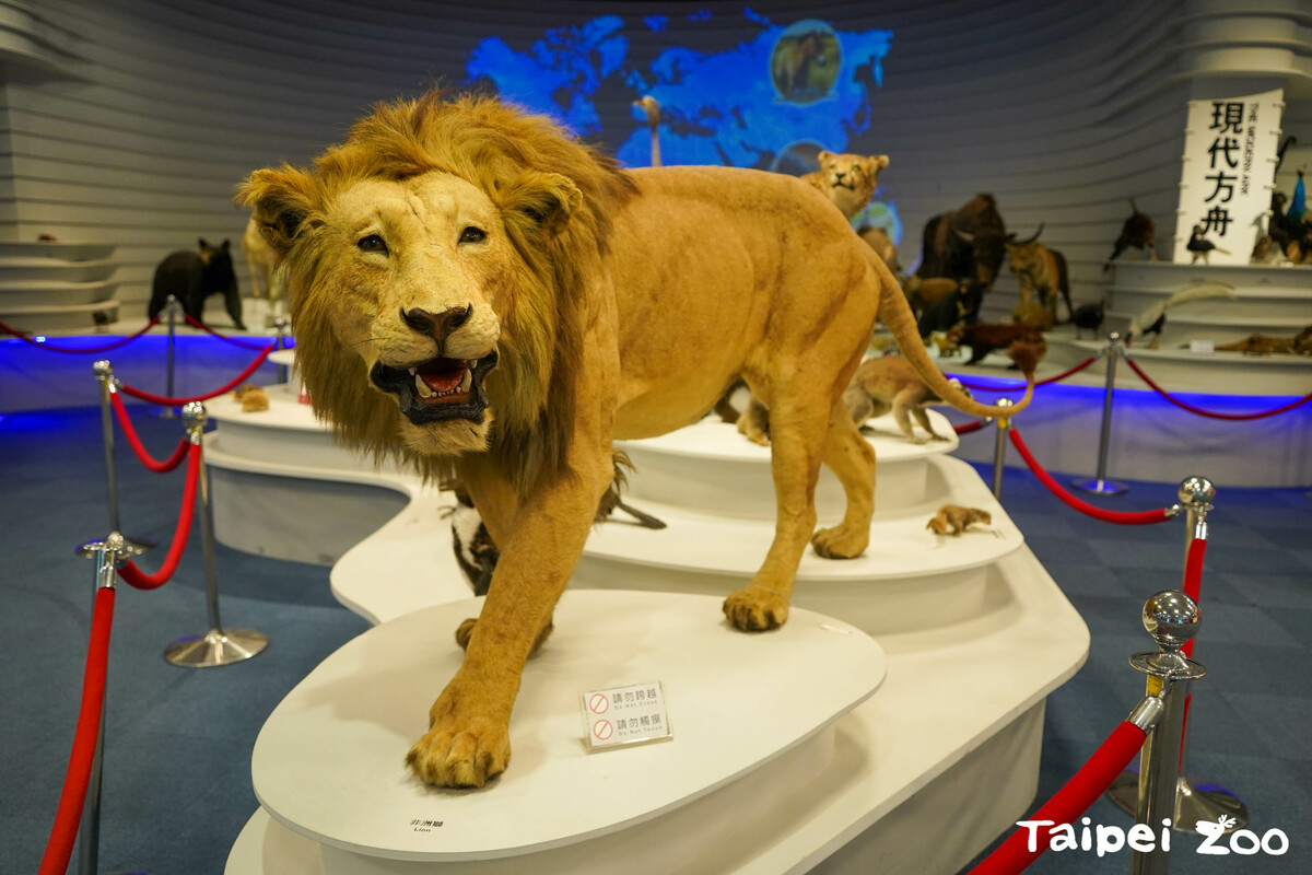 未來也會在明年中開放瀕危動物展示區，讓民眾重溫。 圖：翻攝自台北市立動物園官網