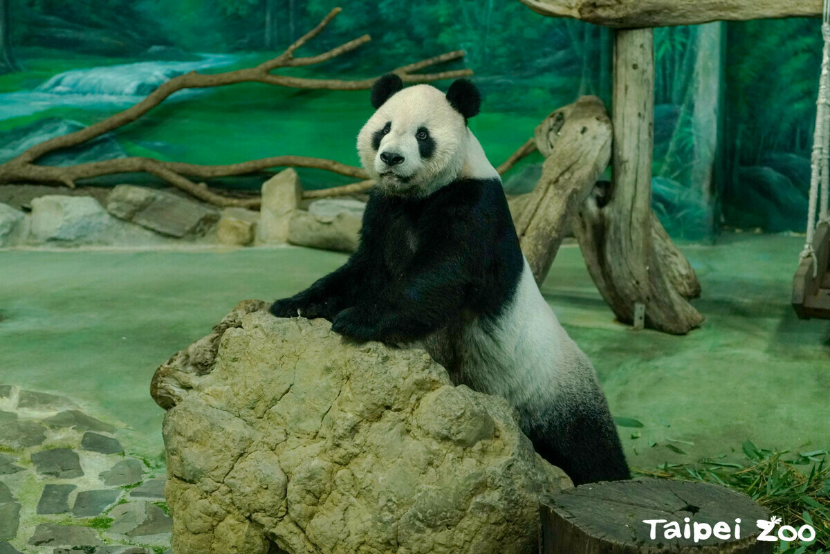 如今團團已離世近一年，北市動物園表示，團團標本已委託製作完成。 圖：翻攝自台北市立動物園官網