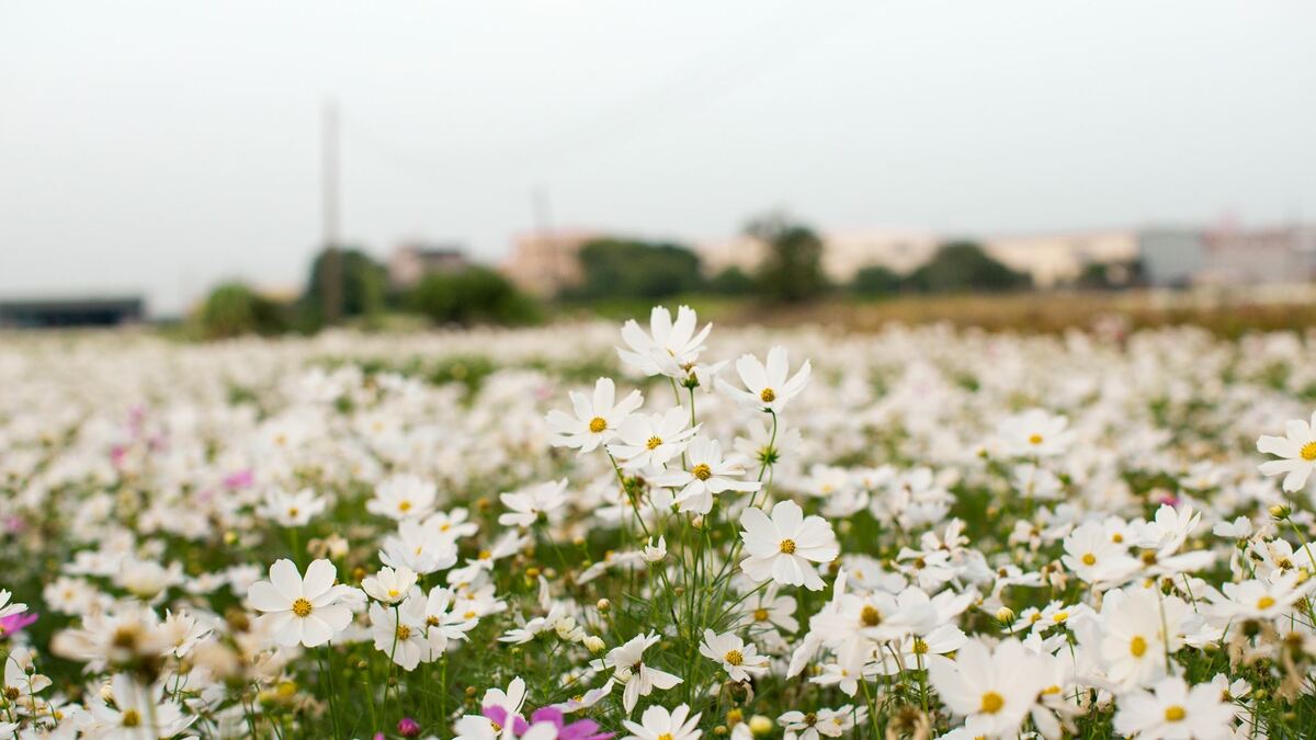 有如遍地白雪的白色波斯菊。 圖：嘉義市建設處／提供