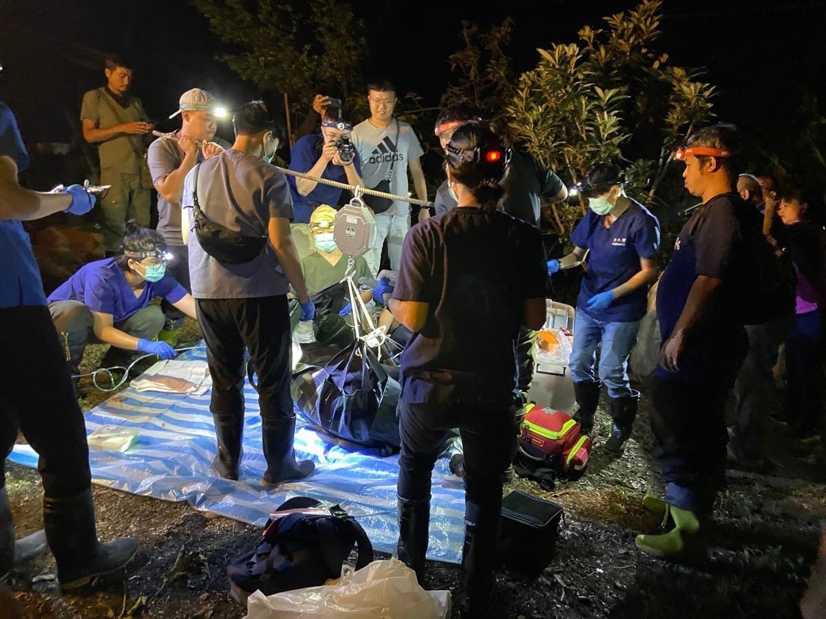 台灣黑熊是瀕臨絕種的保育類野生動物，不過上月卻有台灣黑熊入侵工寮意外身亡。 圖：翻攝自林業署花蓮分署官網