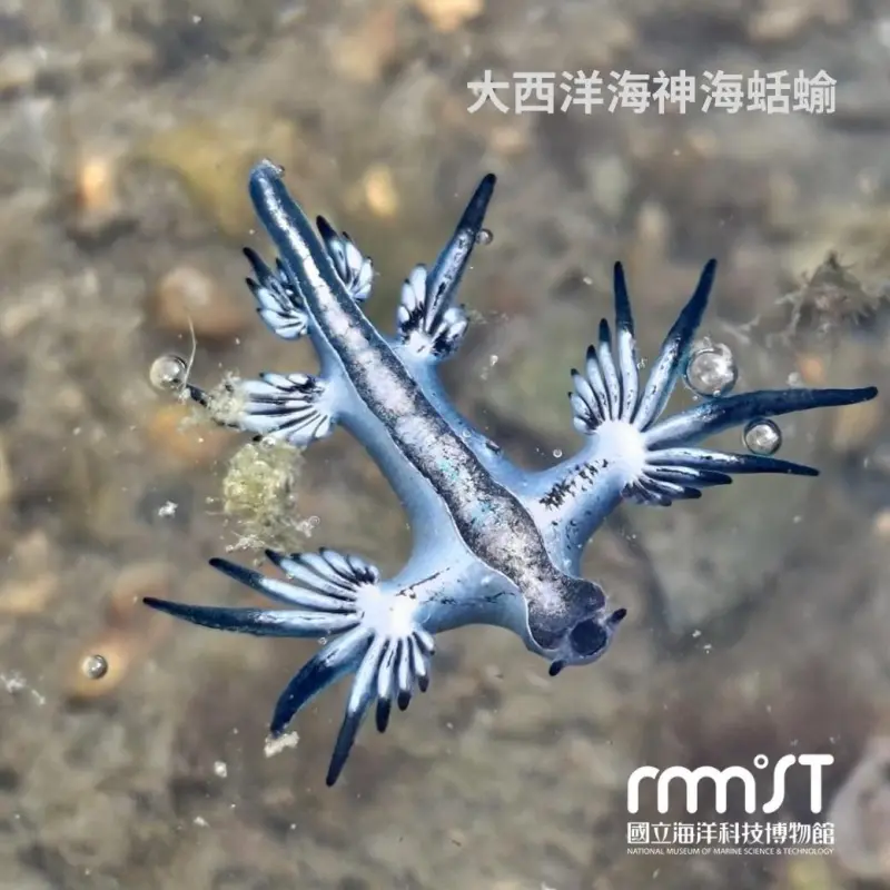 ▲大西洋海神海蛞蝓。（圖／國立海洋科技博物館 National Museum of Marine Science and Technology）