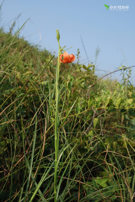 珍稀植物野小百合影像。 圖：取自台北植物園