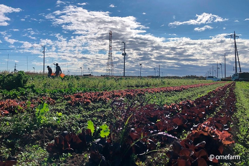 「Ome Farm Kitchen」食材來自位在東京都青梅市的自家農田，以有機方式栽培出各類蔬菜。 圖：Ⓒomefarm／提供