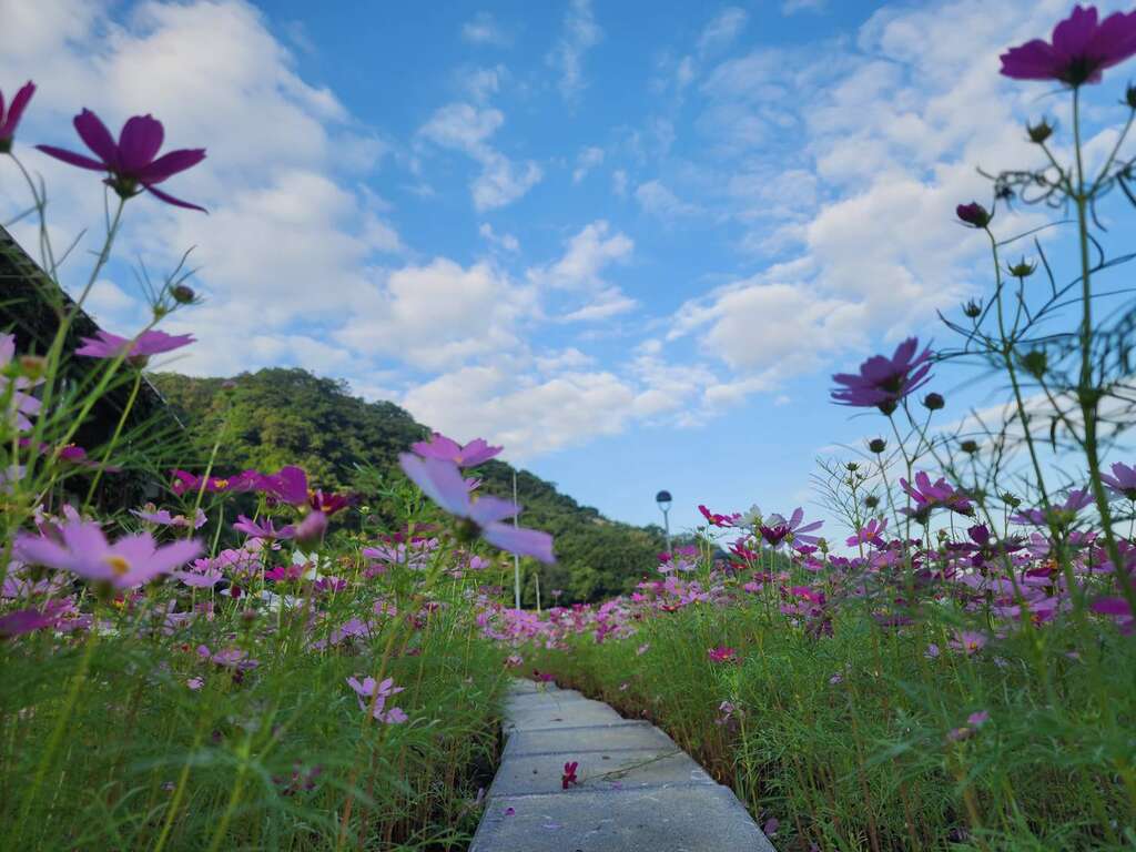台北市南港區山水綠生態公園內，有種植四季皆宜的波斯菊及百日草。 圖：台北市政府環境保護局／提供