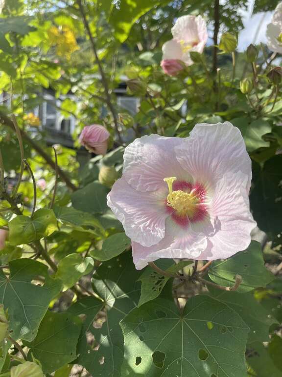 山芙蓉正值開花季節。 圖：台北市政府環境保護局／提供