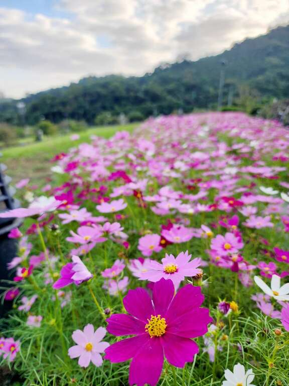 南港山水綠生態公園的波斯菊及百日草都已盛開。 圖：台北市政府環境保護局／提供