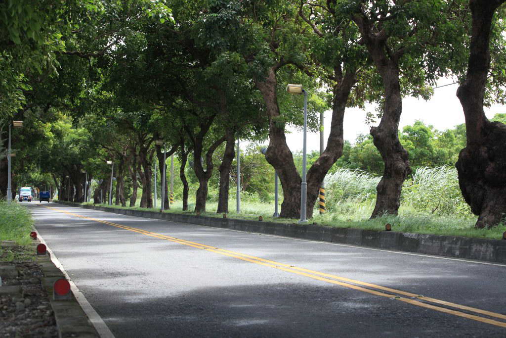 台東綠色隧道於日治時期原是戰備道路，如今僅留下2公里 圖：台東縣觀光旅遊網提供