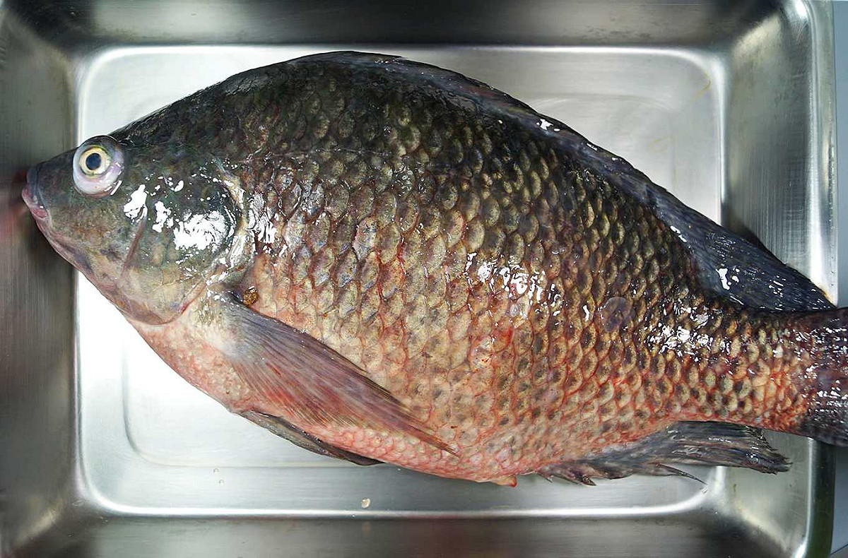 感染吳郭魚湖泊病毒病(TiLV)的吳郭魚外觀可見眼球凸出及體表出血。 圖：新頭殼資料畫面