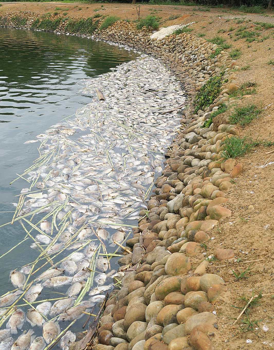 感染吳郭魚湖泊病毒病(TiLV)的吳郭魚大量死亡。 圖：新頭殼資料畫面