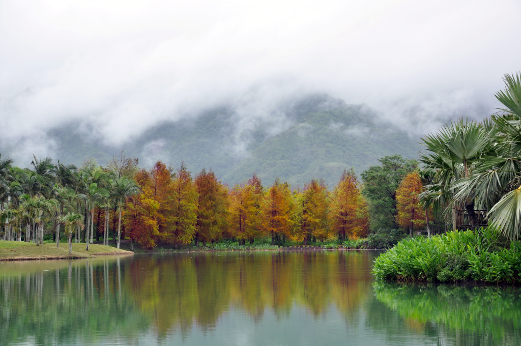 雲山水中種植許多植物，秋天的落羽杉林充滿浪漫氣息 圖：東部海岸國家風景區提供
