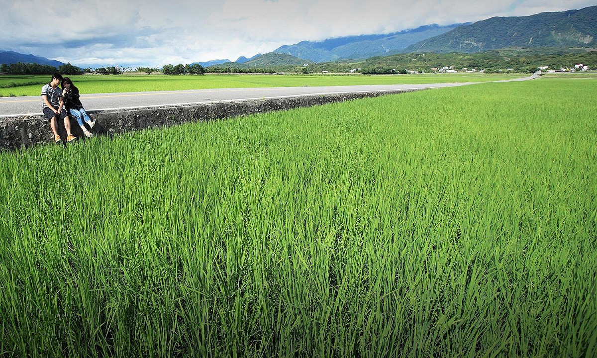 伯朗大道上美麗的稻田風光，被譽為「翠綠的天堂路」 圖：台東觀光旅遊網提供