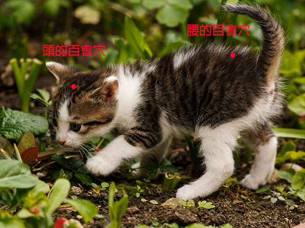 喵喵的身上有兩個「百會穴」，一個在頭部，另一個則是在腰部以後，靠近尾巴的位置。 圖：寵毛網petsmao資訊平台提供