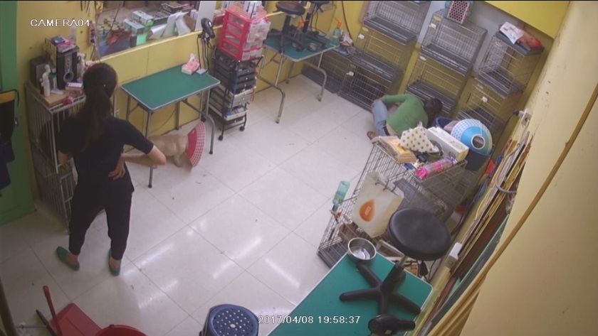 兩名寵物美容師在店裡，以熱溶膠條毆打躲進鐵籠裡的灰色貴賓犬choco，不但丟了飯碗，各被罰15000元。 翻攝新北市動保處提供影像