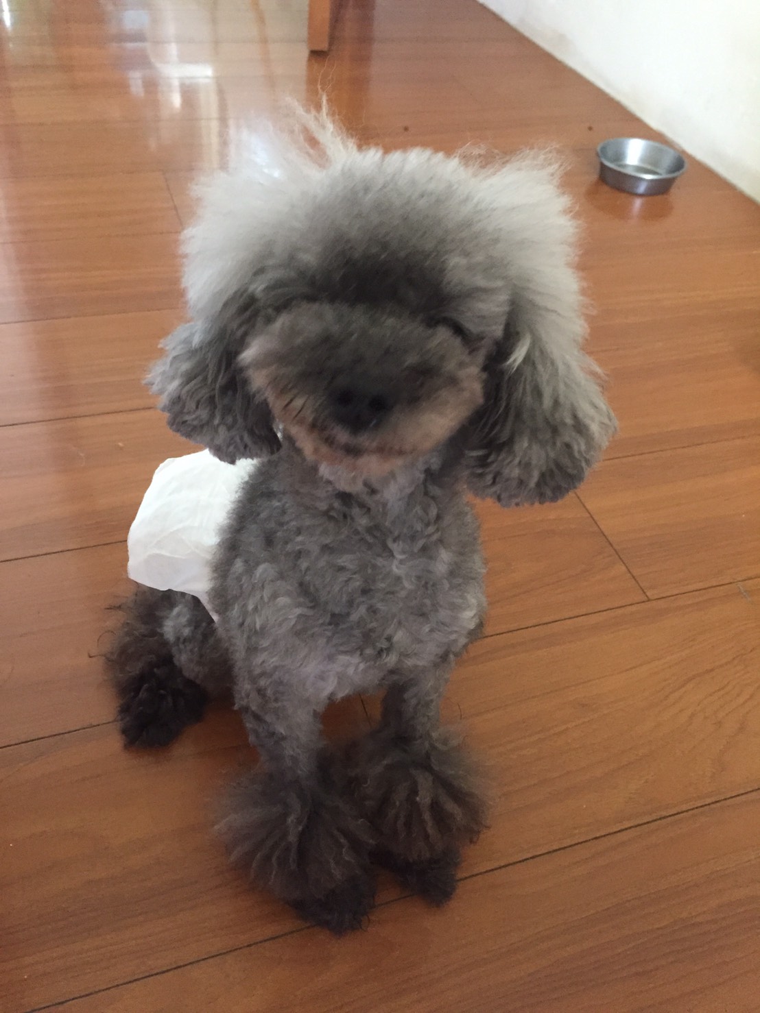 被寵物美容師打到流鼻血的灰色貴賓犬choco。 翻攝新北市動保處網站