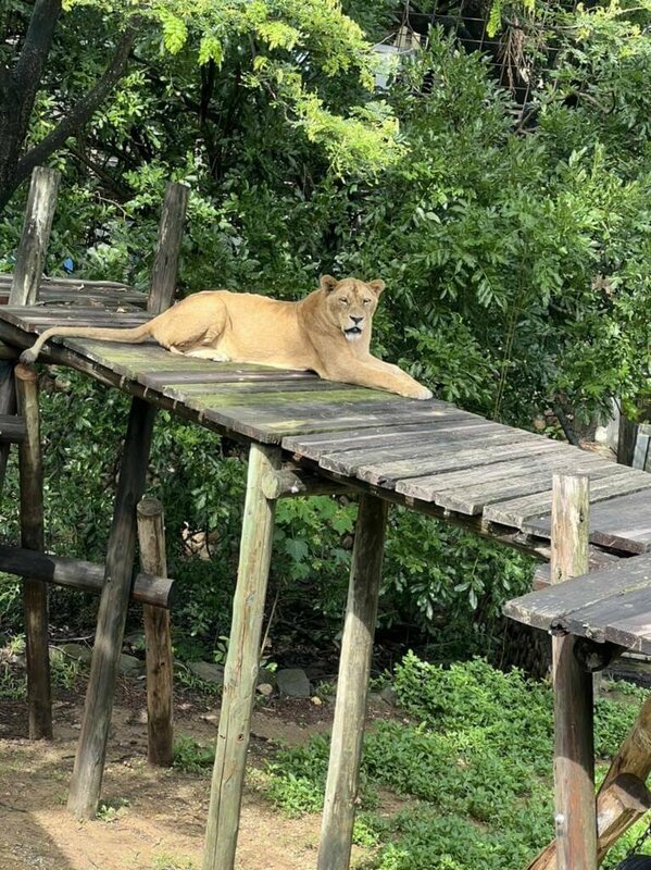 高雄壽山動物園2日有母獅咬死野生獼猴意外，一隻幼猴不慎掉入展區內，遭母獅吞咬死亡。 圖：壽山動物園提供