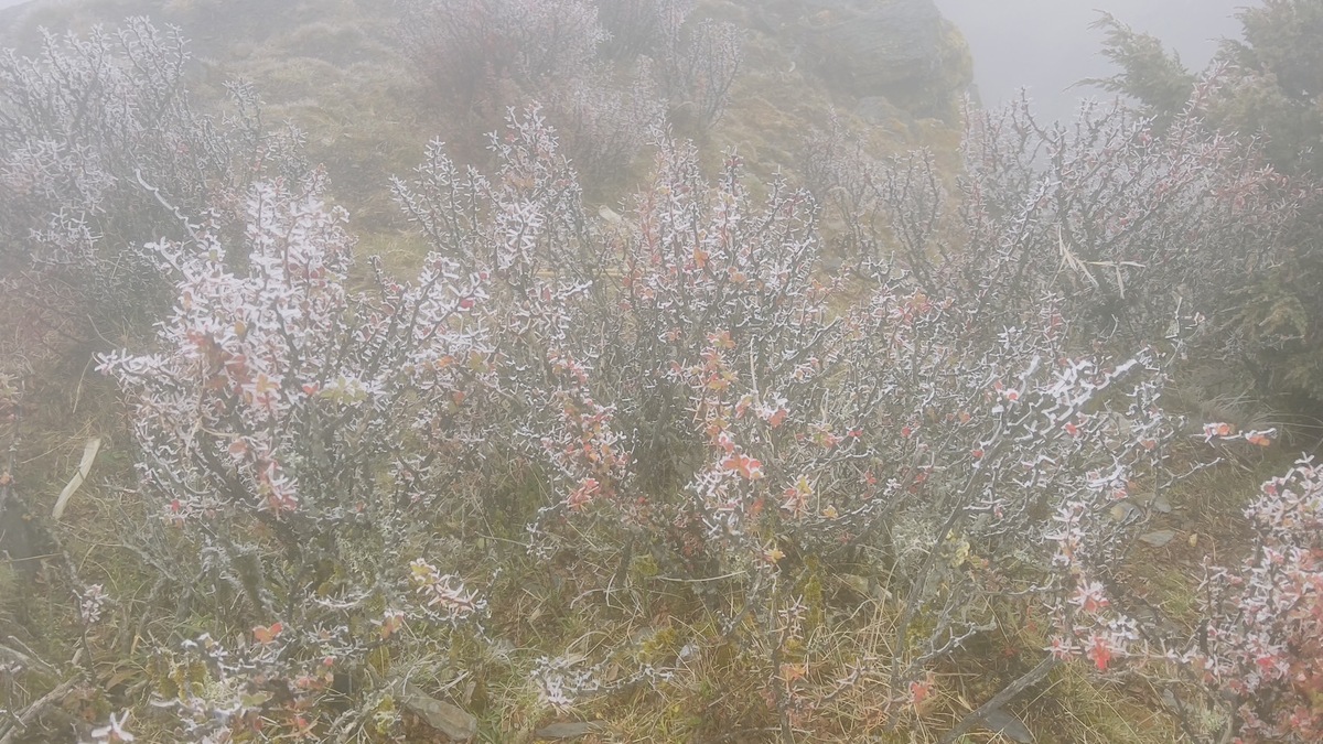 玉山氣象站(玉山北峰)有觀測到霧淞，現場白茫茫的一片像仙境一樣很漂亮。 圖：中央氣象署／提供