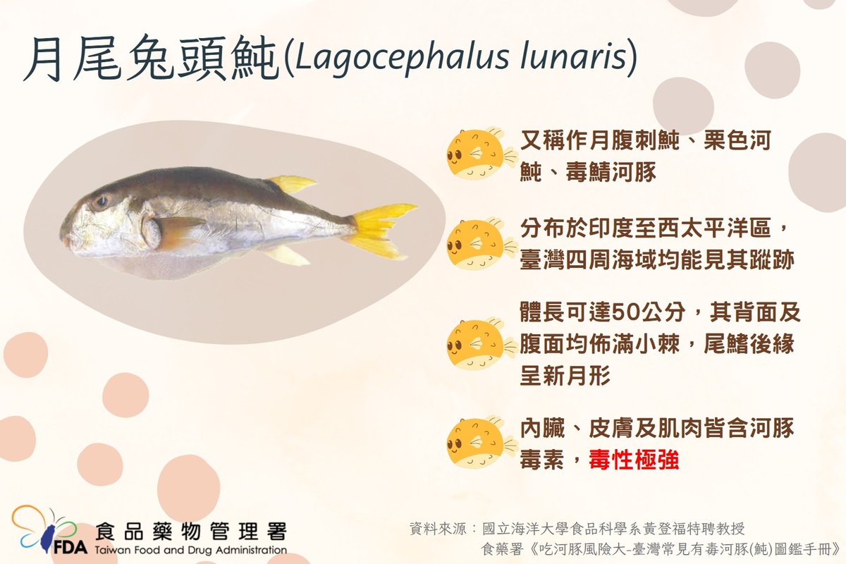 食藥署今表示，國家實驗室今確認南投河豚3件送驗檢體的河豚，是有毒的「月尾兔頭魨」。 圖：食藥署／提供