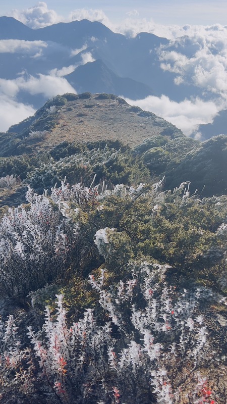 今(7)日玉山零下8.2度，雖然沒下雪，但是樹枝上都已結冰。 圖：中央氣象署／提供