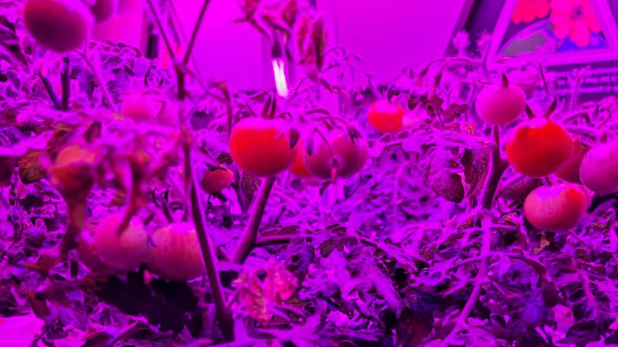 NASA 將蔬菜生產系統（Veggie）送到國際太空站，並成功種植出矮紅羅賓番茄（Red Robin dwarf tomato）。 圖 : 翻攝自NASA官網