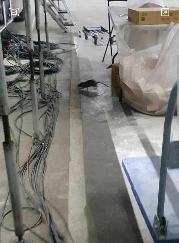 老鼠出沒在台北大巨蛋地下室轉播區 圖:許淑華臉書