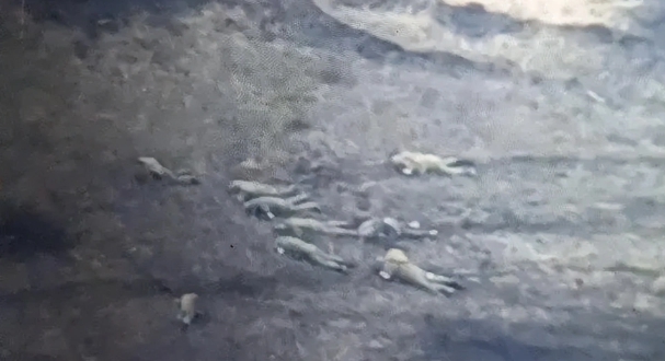 俄軍在最新一波的反攻中傷亡慘重，戰場上到處都是俄軍的屍體。 圖 : 翻攝自騰訊網/秦蓁說