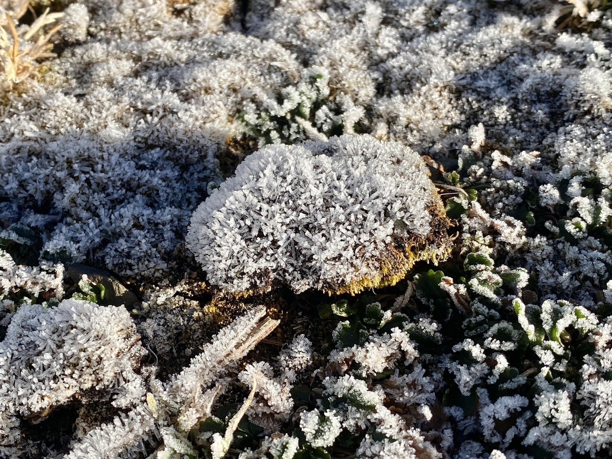 今(18)日玉山雖然尚未下雪，但植物表面都已結霜。 圖：中央氣象署／提供