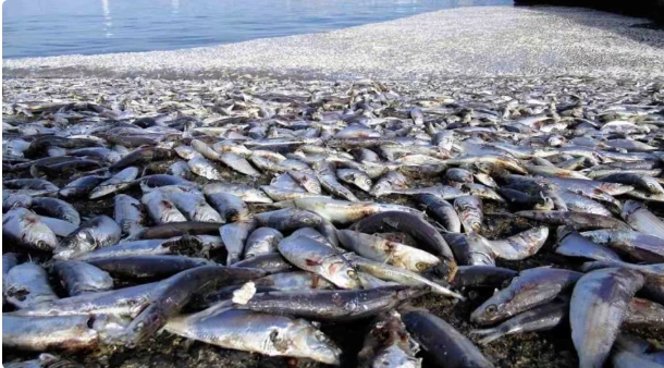 日本北部沿海一周內出現兩次大量死魚群，英媒直指與排放核汙水有關。 圖 : 擷取自推特。