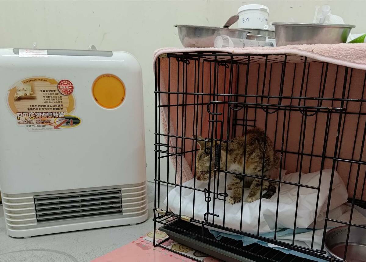 台北市動保處提供毛孩舒適的生活環境。 圖：取自臺北市動物保護處