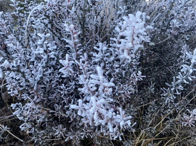 雖沒有降雪，不過北峰氣象站周邊出現霧淞美景。 圖：中央氣象署／提供