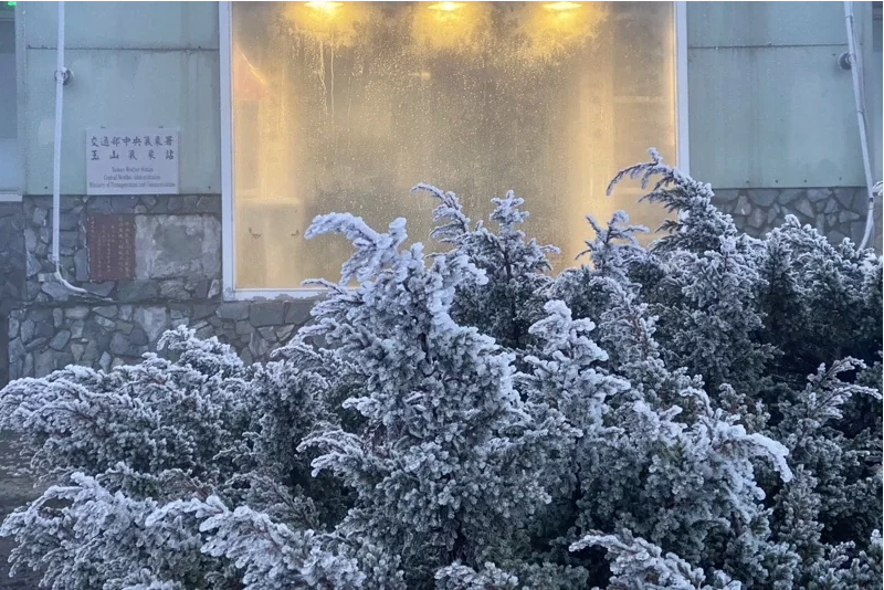 中央氣象署曬出霧淞美景照，植物如蓋上雪白糖霜，銀白世界美翻 圖：中央氣象署／提供