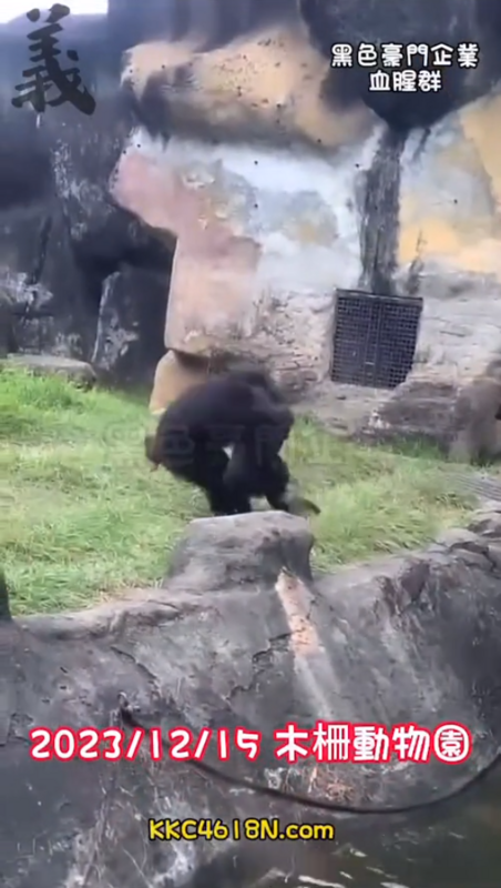 一隻黑猩猩發現有野生動物闖入後，隨即將其摔地，而白鼻心也當場身亡。 圖：翻攝自黑色豪門企業
