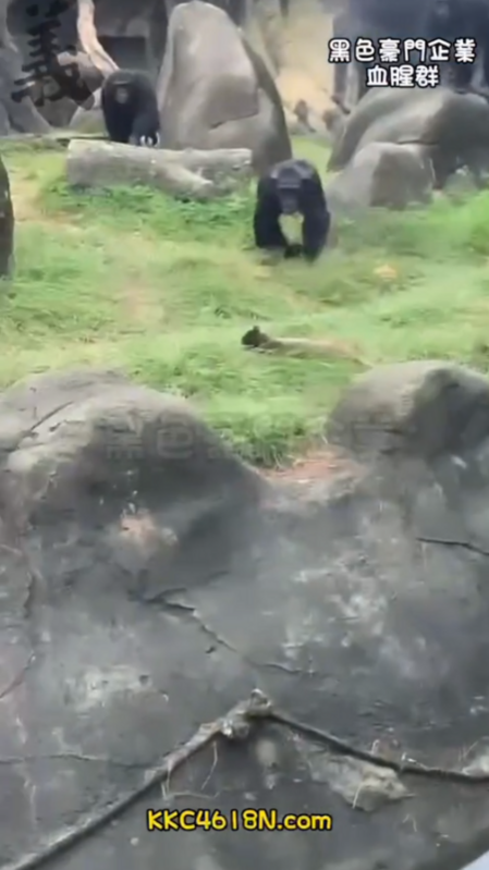 對此，台北市立動物園表示，此事件為30年來首次發生，未來將再增防範措施，避免野生動物再次闖入。 圖：翻攝自黑色豪門企業