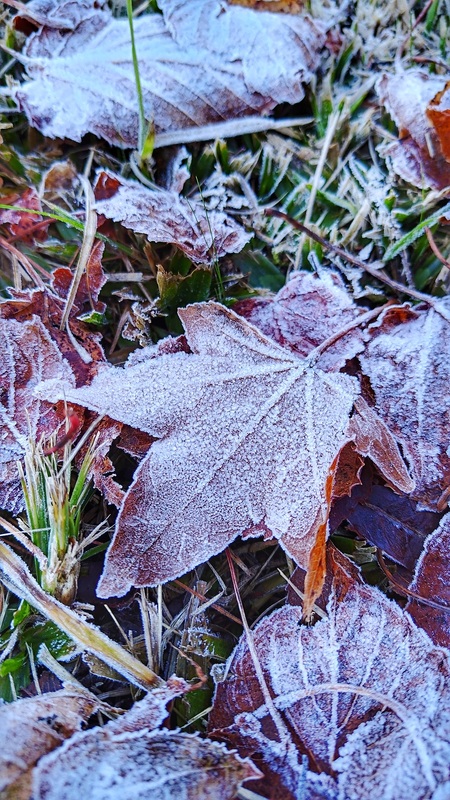 楓葉及樹枝、地面等都鋪上雪白顏色，氛圍超浪漫。 圖：翻攝自農業部林業及自然保育署台中分署官網
