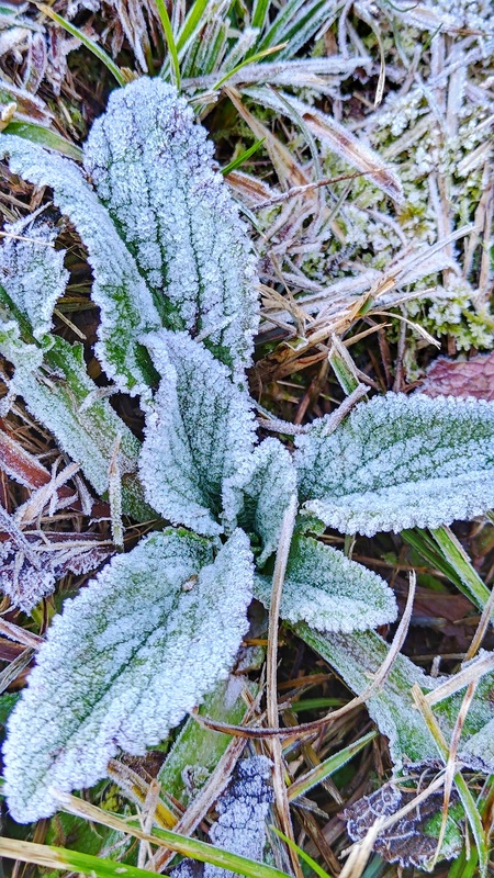 林業署表示，在寒流來襲幾天，仍有機會看到飄雪情景。 圖：翻攝自農業部林業及自然保育署台中分署官網