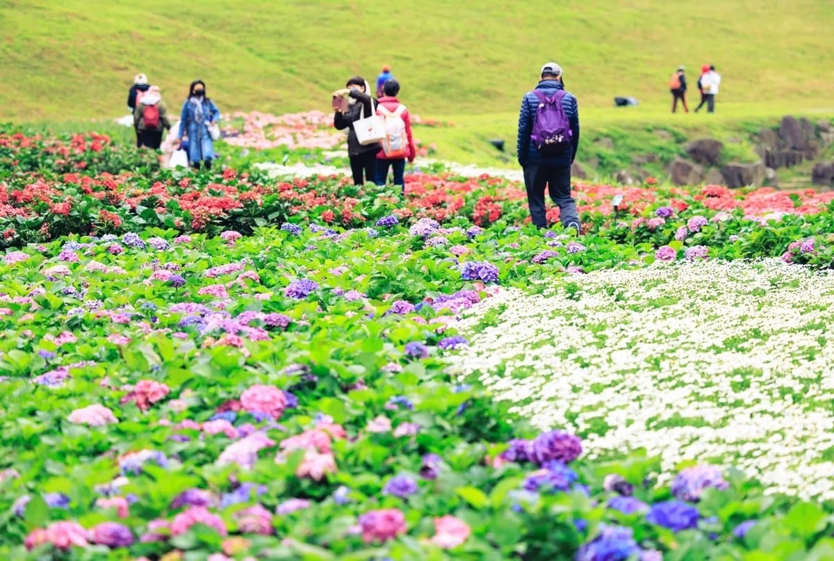 內湖大溝溪繡球花海，吸引許多民眾來打卡。 圖：台北水利處／提供