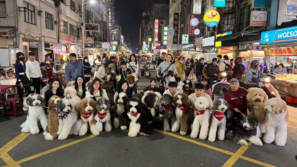 台灣泰迪大貴賓家族逛六合夜市。 圖：郭倍宏競總/提供