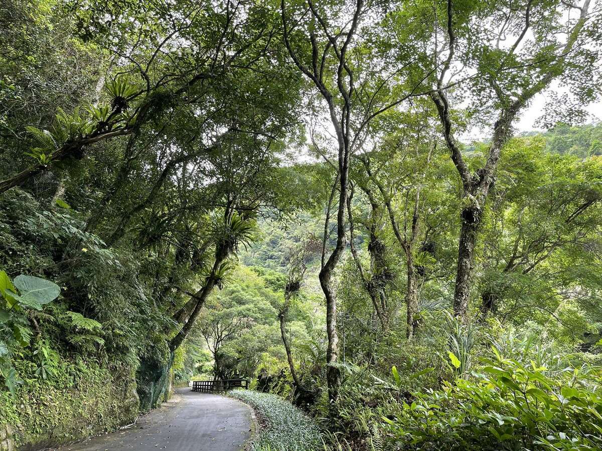 內洞國家森林遊樂區將於明年辦理「蕨讚」主題導覽活動。  圖：林業署新竹分署／提供