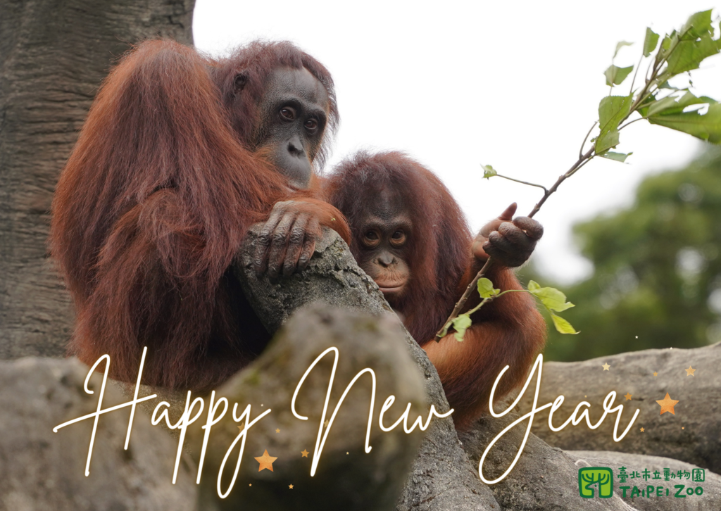 為了慶祝建園的第110週年，將在113年1月1日元旦當天，台北市立動物園將於上午8點開園。 圖：台北市立動物園／提供