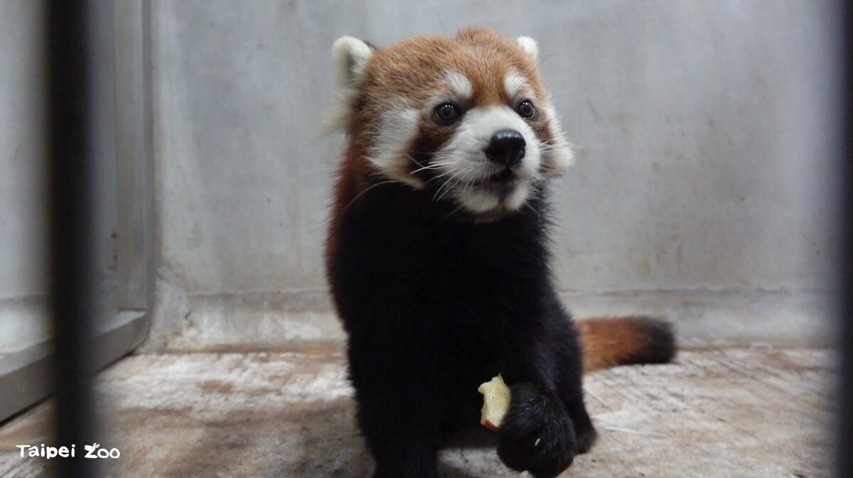 小貓熊「未來」12月28日早上從日本濱松市動物園出發。 圖：台北市立動物園／提供