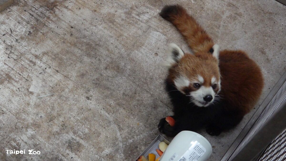 「未來」抵台入住檢疫舍專屬套房。 圖：台北市立動物園／提供