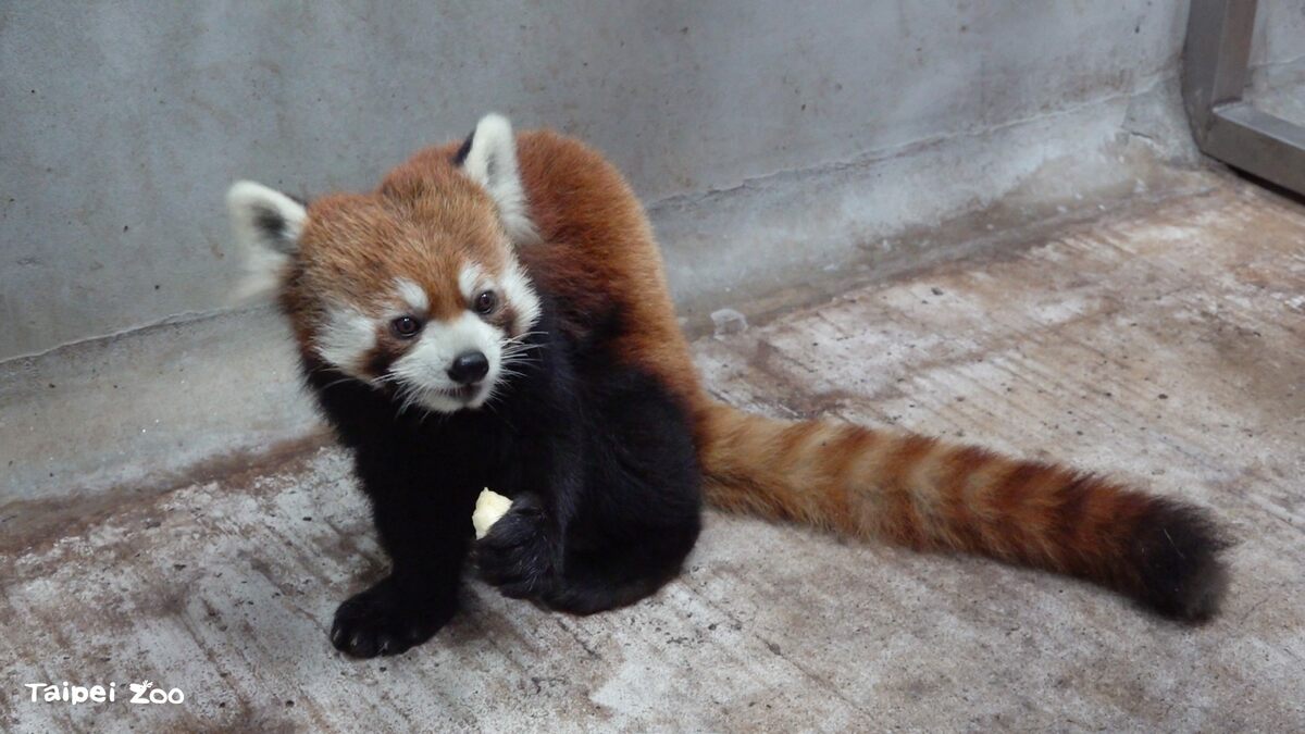 進入新環境仍有點緊張的小貓熊「未來」。 圖：台北市立動物園／提供